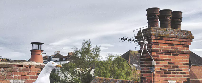 Chimney Cleaning And Restoration in Mechanicsville, Virginia